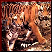 Ranthambhor Tiger Reserve in Rajasthan, Rajasthan National Parks, Game Safari in Ranthambhor Wild life Sanctuary.
