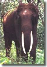 Encounter with a Tusker of Corbett.