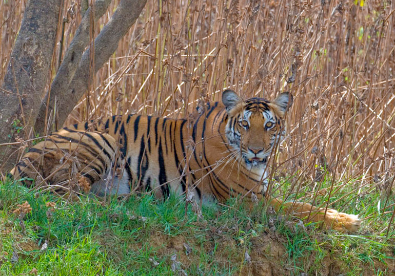 Banerghatta National Park