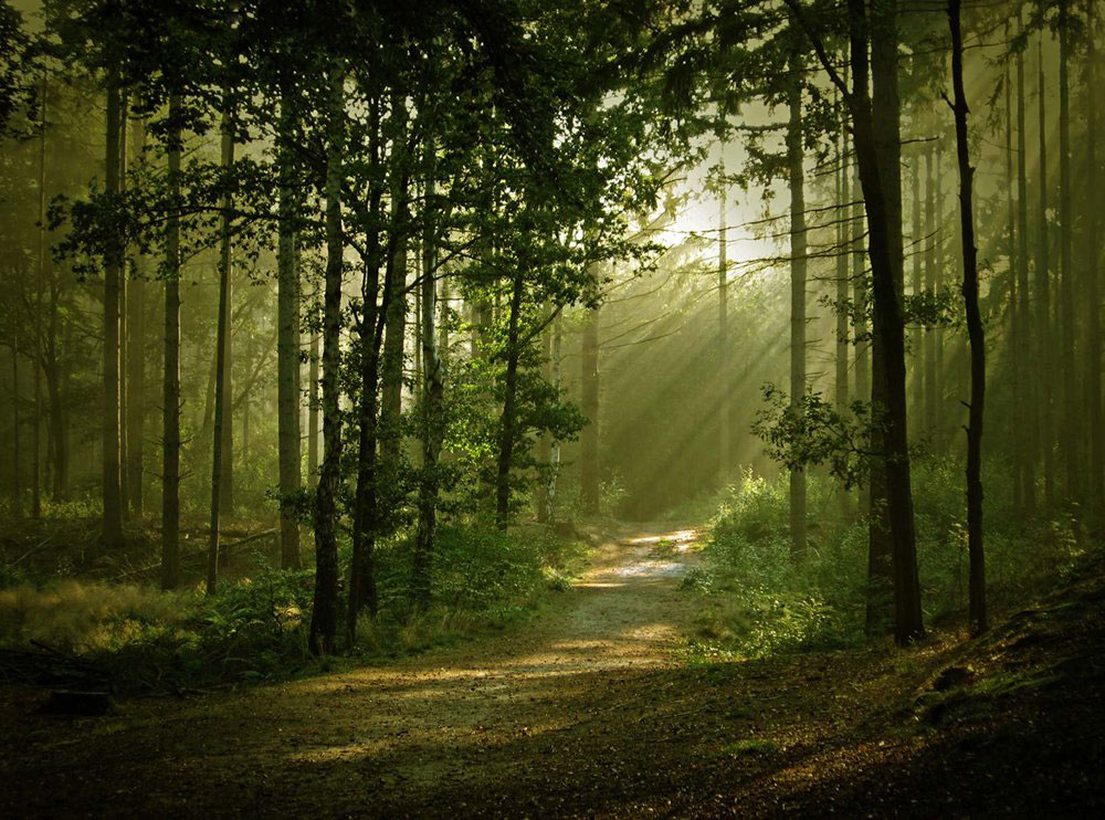 Nature Walking