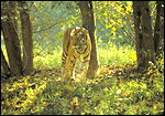 Tiger in Corbett National Park.