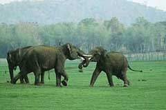 Periyar Wildlife Santuary, Thekkaddy Kerala Tourism, Travel Agent of Kerala. 